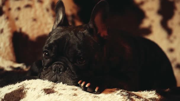 Franceză Bulldog Home Interior — Videoclip de stoc