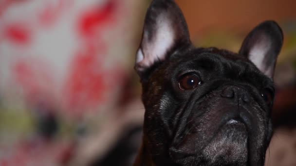 French Bulldog Home Interior — Stock Video