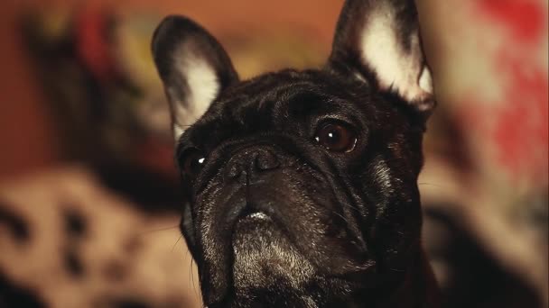 French Bulldog Home Interior — Stock Video