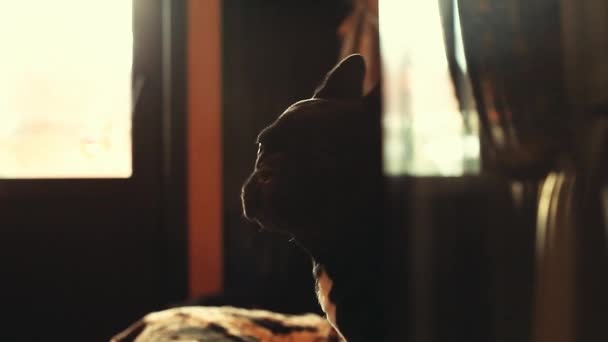 Französische Bulldogge Nach Hause — Stockvideo