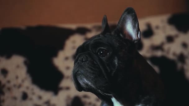 Franse Bulldog Home Interieur — Stockvideo