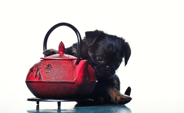 Griffon Bebek Köpek Kırmızı Çaydanlık — Stok fotoğraf