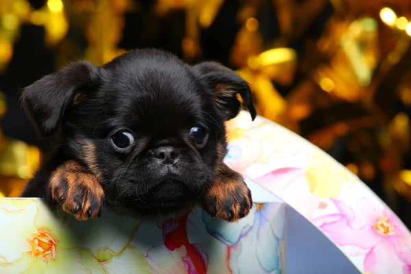 Griffon Bebé Perro Caja Regalo —  Fotos de Stock