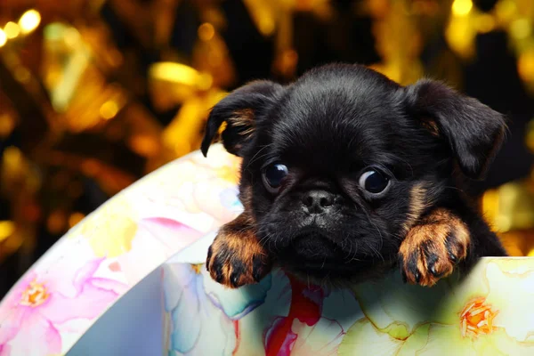 Griffon Baby Dog Dárkové Krabice — Stock fotografie