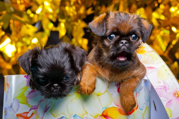 Griffon Baby Dog Gift Box — Stock Photo, Image