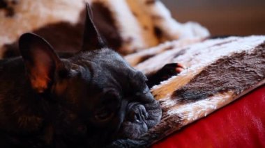 Fransız Bulldog ev iç 