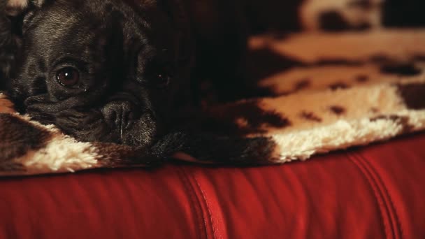 Francês Bulldog Home Interior — Vídeo de Stock