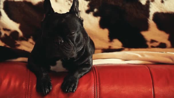 French Bulldog Home Interior — Stock Video