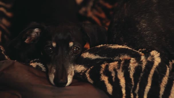 Ледачий Такса Собака Домашнього Інтер Єру — стокове відео