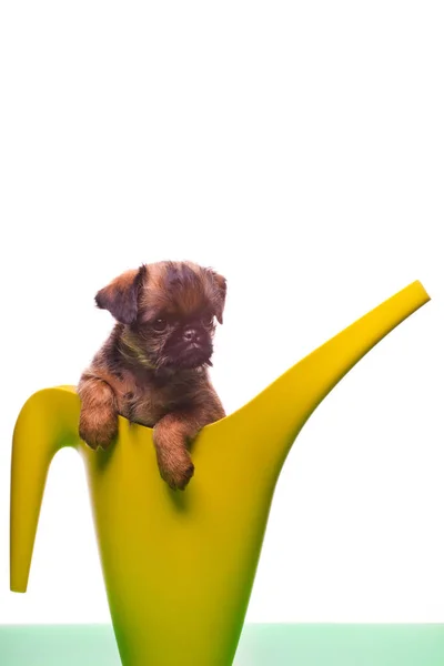 Griffon Baby Dog Garden Green Tools — Stock Photo, Image