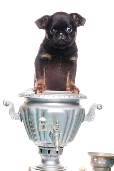 Griffon Bebê Cão Samovar — Fotografia de Stock