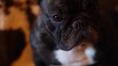 Fransız Bulldog ev iç 