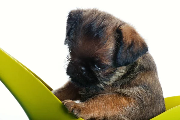 Griffon Bebê Cão Verde Regando Pode Fundo Branco — Fotografia de Stock