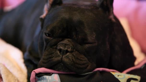 Francês Bulldog Dormindo Metragem — Vídeo de Stock