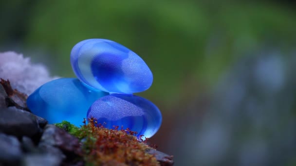 Imágenes Primavera Piedra Azul — Vídeos de Stock