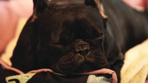 Francés Bulldog Durmiendo Material Archivo — Vídeos de Stock