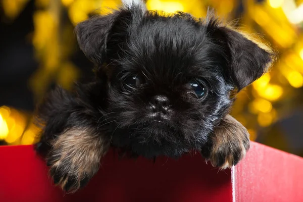 Perro Caja Roja Estudio —  Fotos de Stock