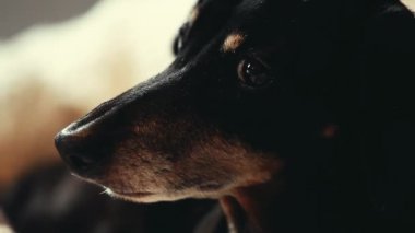 Dachshund Köpek ev iç 