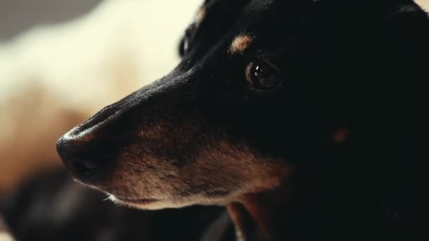 Dachshund Cão Casa Interior — Vídeo de Stock