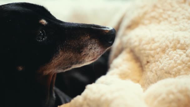 Dachshund Chien Intérieur Maison — Video