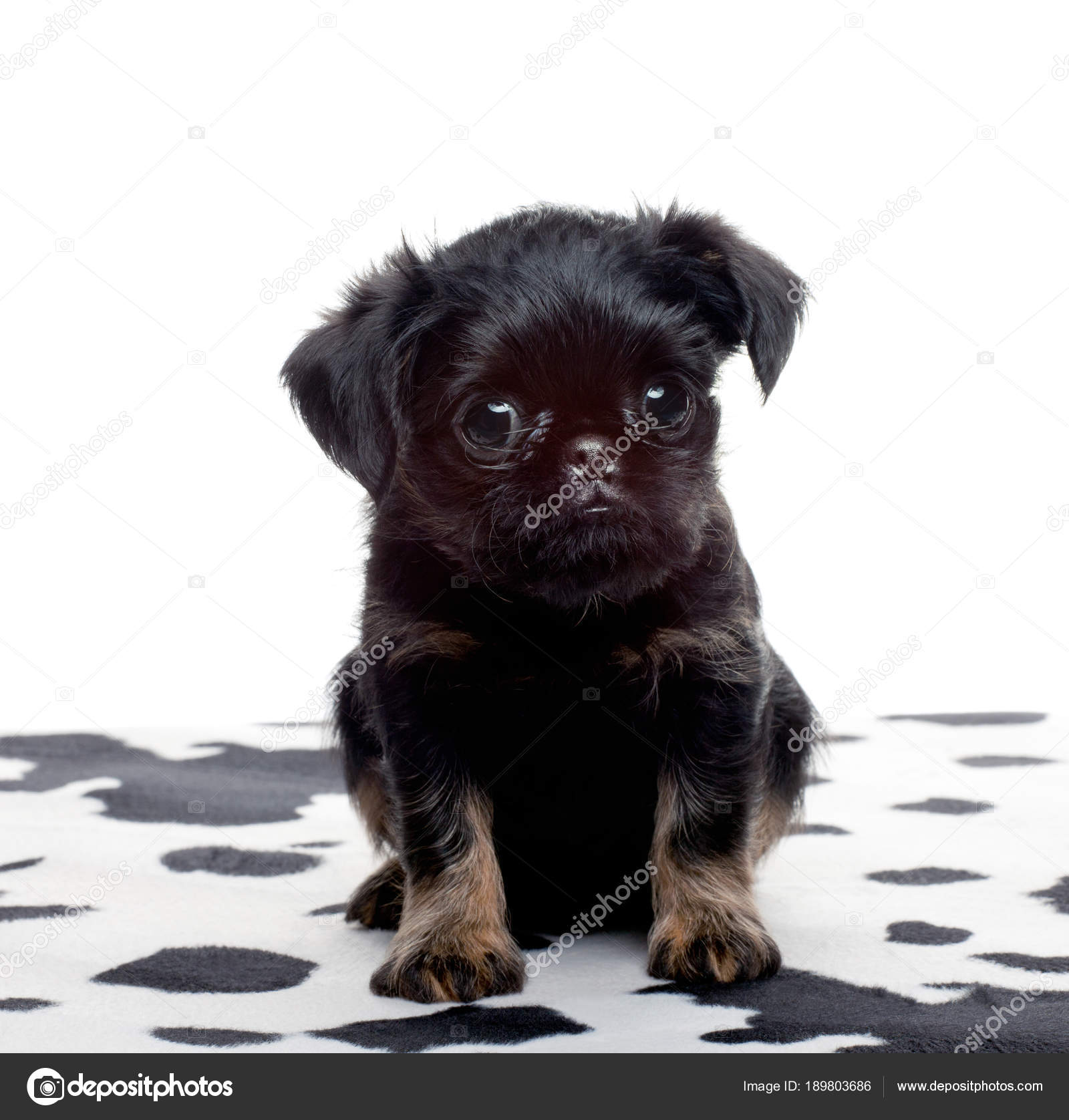baby griffon dog