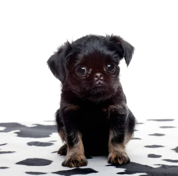Griffon Baby Dog Studio — стоковое фото
