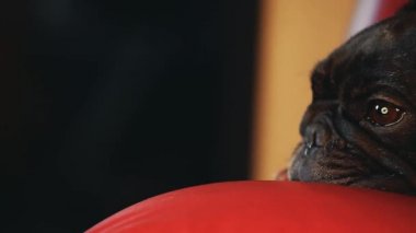 Fransız Bulldog ev iç 