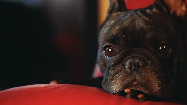 Bulldog Francés Home Interior — Vídeos de Stock