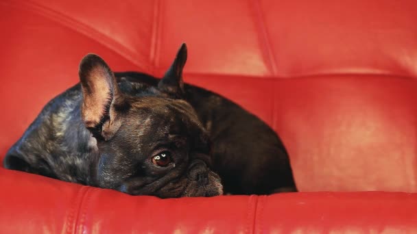 Bouledogue Français Accueil Intérieur — Video