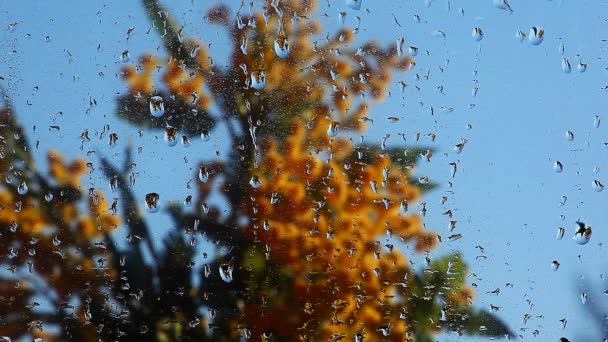 Windows Дощ Падає Верби Кадри — стокове відео