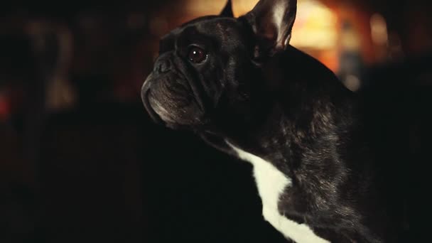 Francese Bulldog Casa Interno — Video Stock