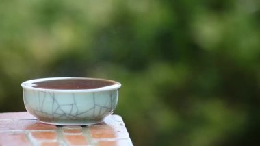 Siyah Çin çayı görüntüleri