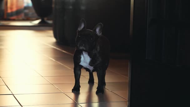 Franse Bulldog Home Interieur — Stockvideo