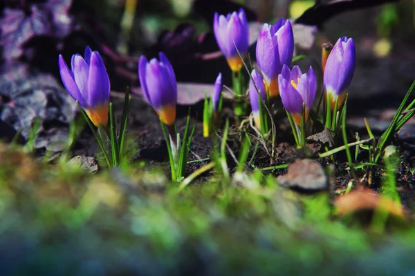 Makro Crocus Blomma Våren — Stockfoto