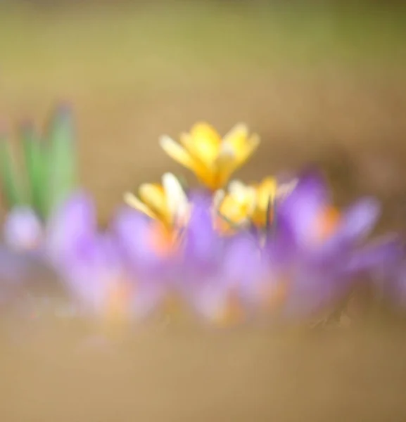 Šafrán Květ Jaro Pozadí — Stock fotografie