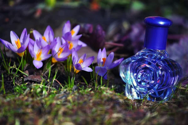 Glas Parfum Fles Crocus Lentebloemen — Stockfoto