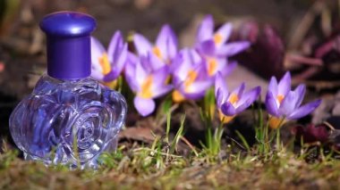 Cam parfüm şişe bahar crocus çiçekleri