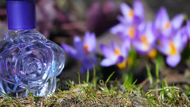 Glas Parfümflasche Frühling Krokusblüten — Stockvideo