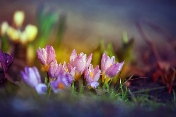 マクロ クロッカスの花春 — ストック写真