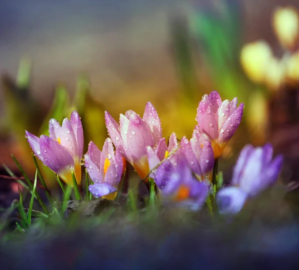 Makro Květ Šafrán Jarní — Stock fotografie