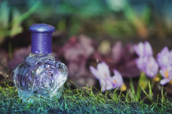 Glas Parfum Fles Crocus Lentebloemen — Stockfoto