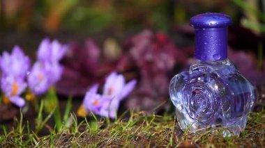 Cam parfüm şişe bahar crocus çiçekleri