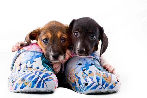 Dachshund Cane Cucciolo Scarpe — Foto Stock