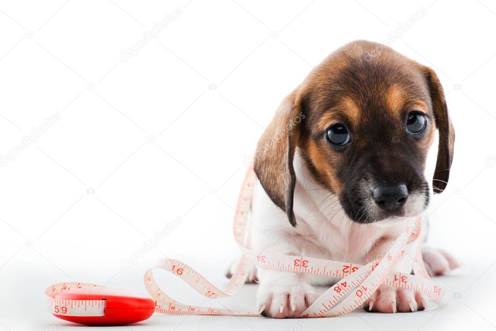 Dachshund Puppy Home tools 