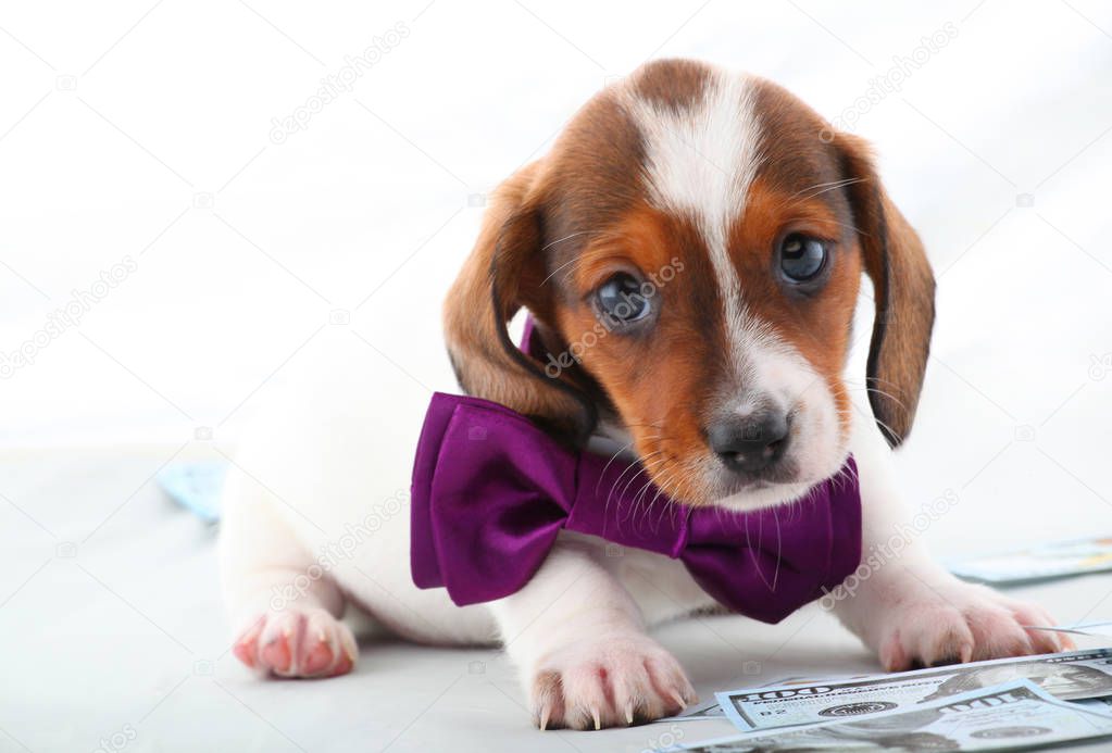 Dachshund Dog Piebald colour 