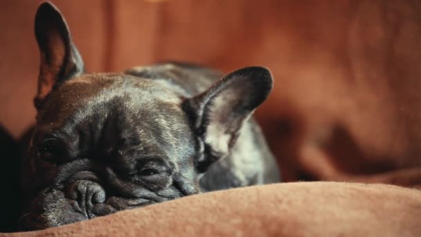 法国斗牛犬家庭内饰 — 图库视频影像