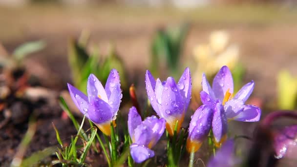 Spring flowers Crocus Footage 