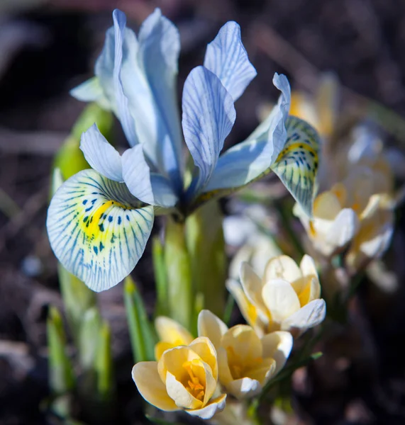 Macro Crocus Flor Primavera — Foto de Stock