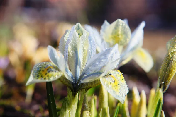 Macro Crocus Flor Primavera — Fotografia de Stock