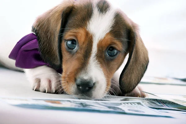 Dackel Hund Piekfeine Farbe — Stockfoto